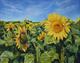 Sunflowers near Fresneau