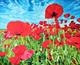 Poppies in a Field 1