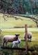 Sheep with Lambs near Kedleston Estate II